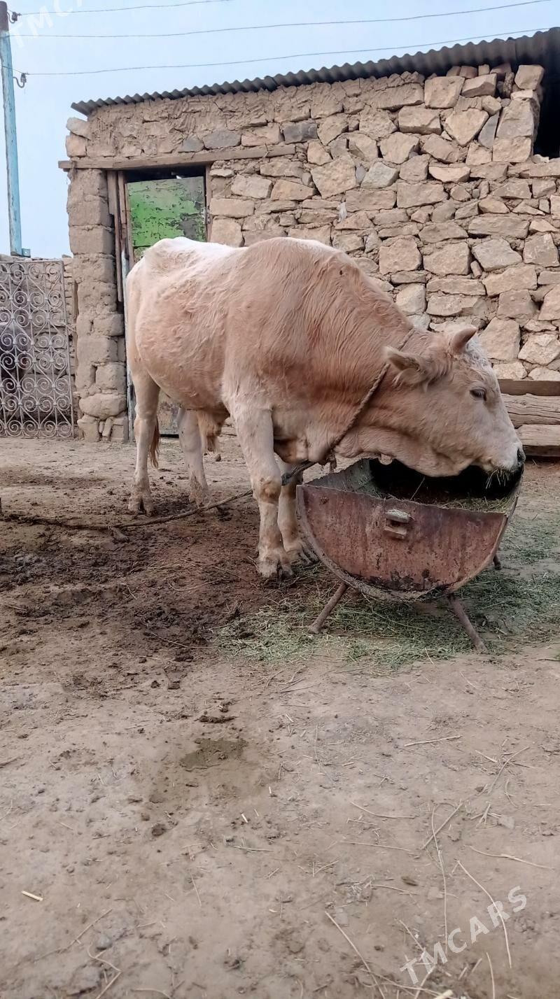 Okuz - Бахарден - img 2