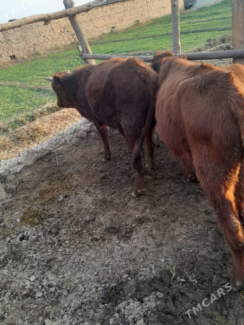 okuz - Çärjew - img 3