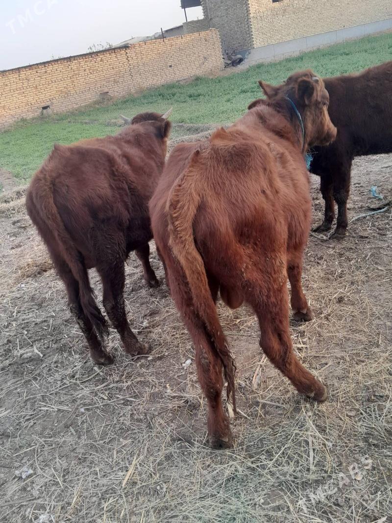 okuz - Çärjew - img 6