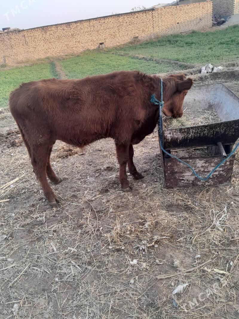 okuz - Çärjew - img 2