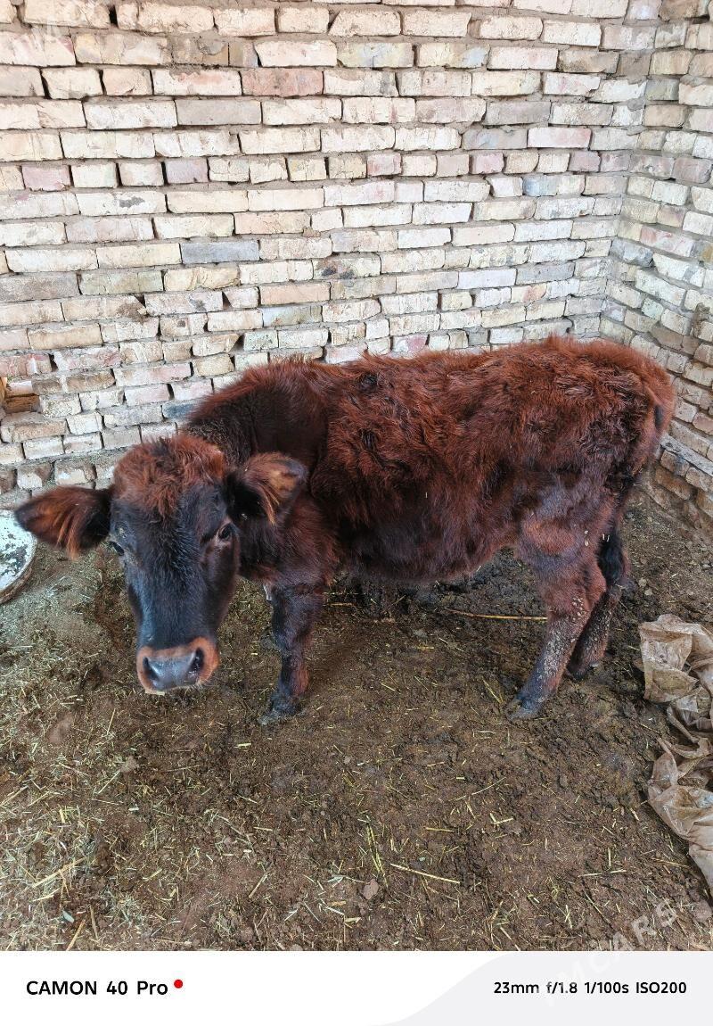 7 aýlyk - Мургап - img 2