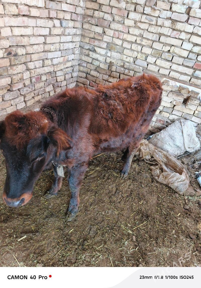 7 aýlyk - Мургап - img 3