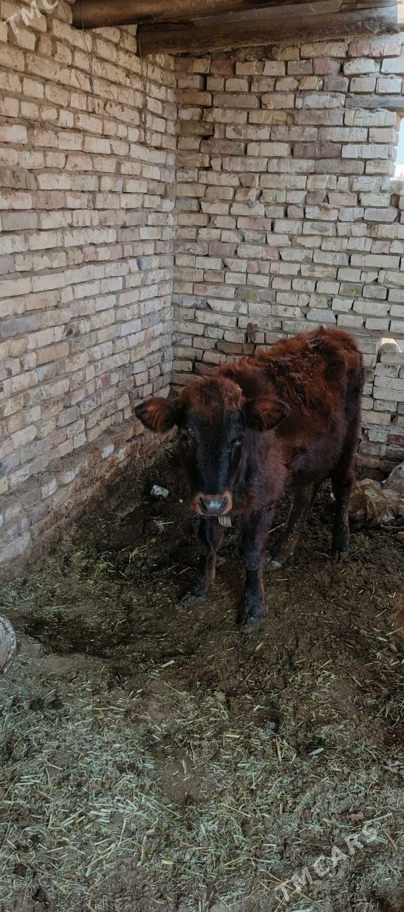 7 aýlyk - Мургап - img 1