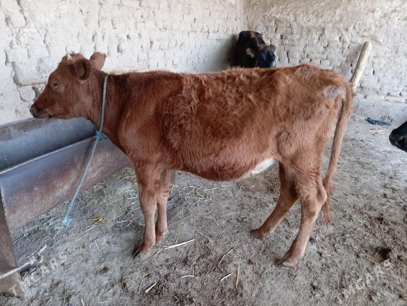 gulajyn - Чарджоу - img 2