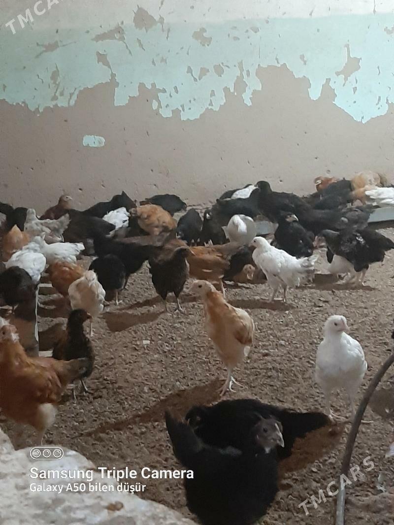 jüje juje - Мургап - img 1