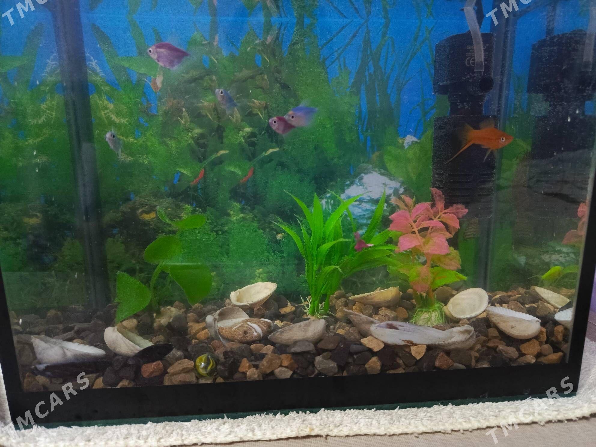 аквариум - Mary - img 2