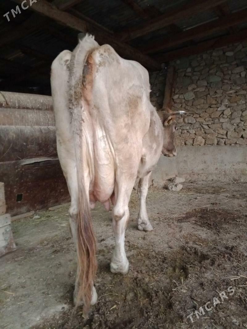 göleli sygyr - Берекет - img 3