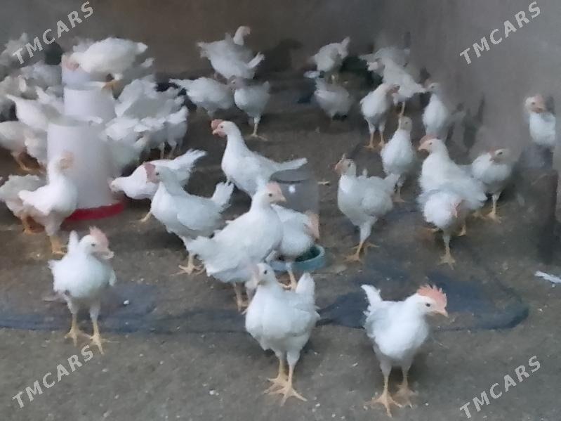 juyje elin - Багир - img 5