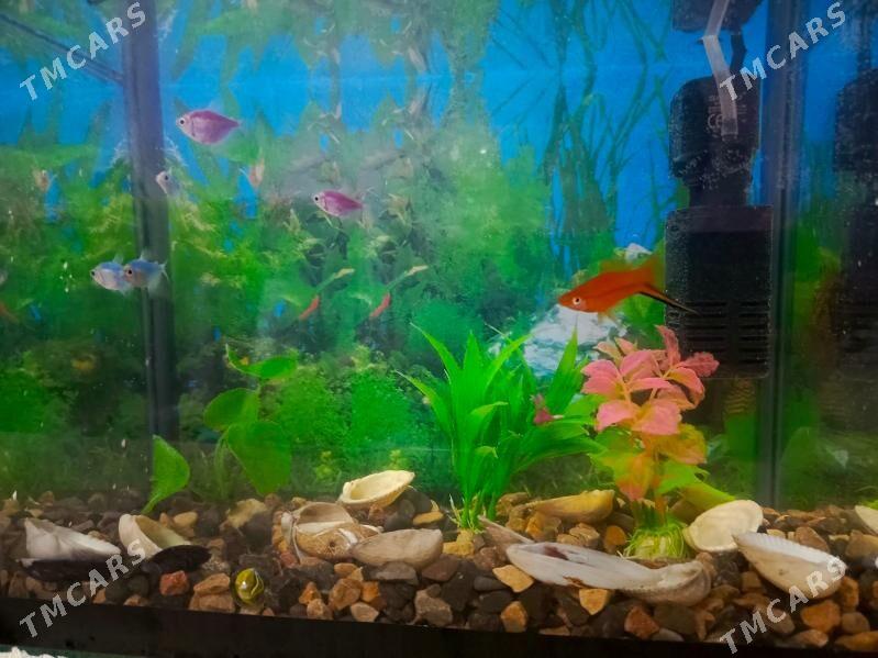 аквариум - Mary - img 3