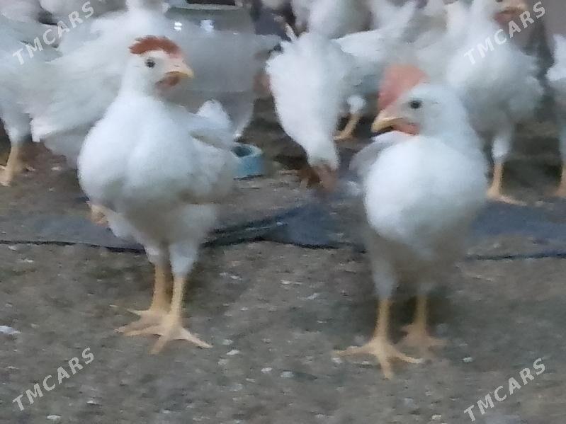 juyje elin - Багир - img 4