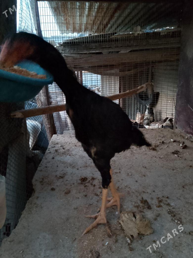 Horaz - Çärjew - img 2