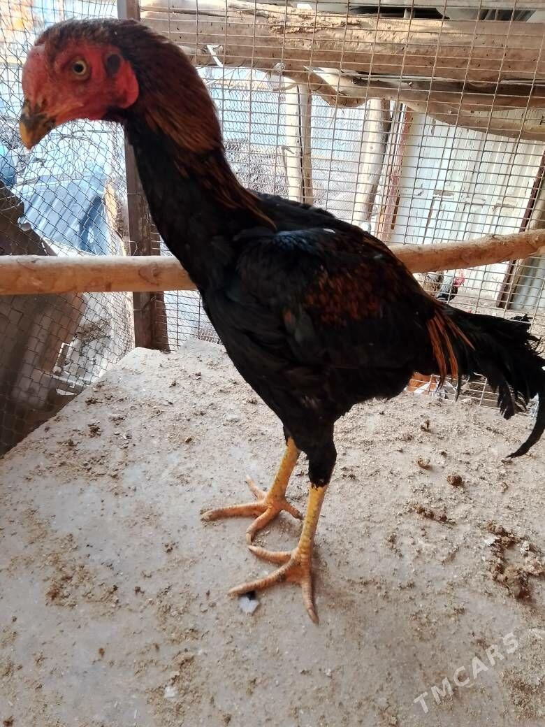 Horaz - Çärjew - img 8