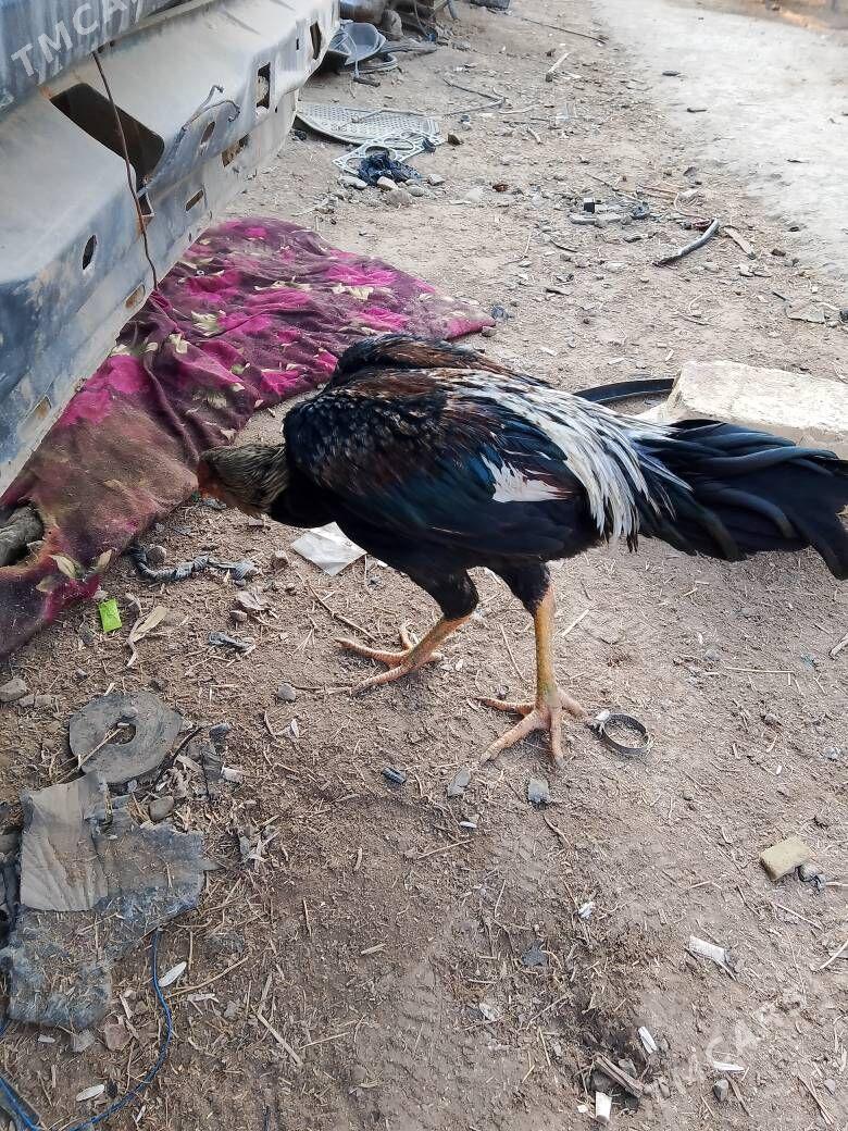 Horaz - Çärjew - img 6