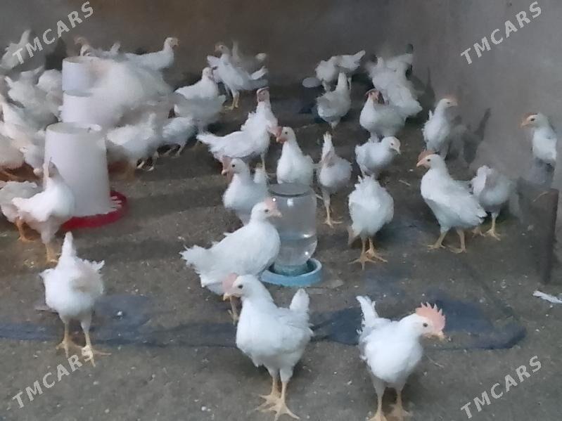 juyje elin - Багир - img 2