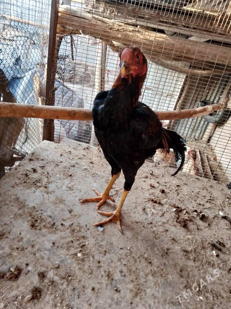 Horaz - Çärjew - img 10