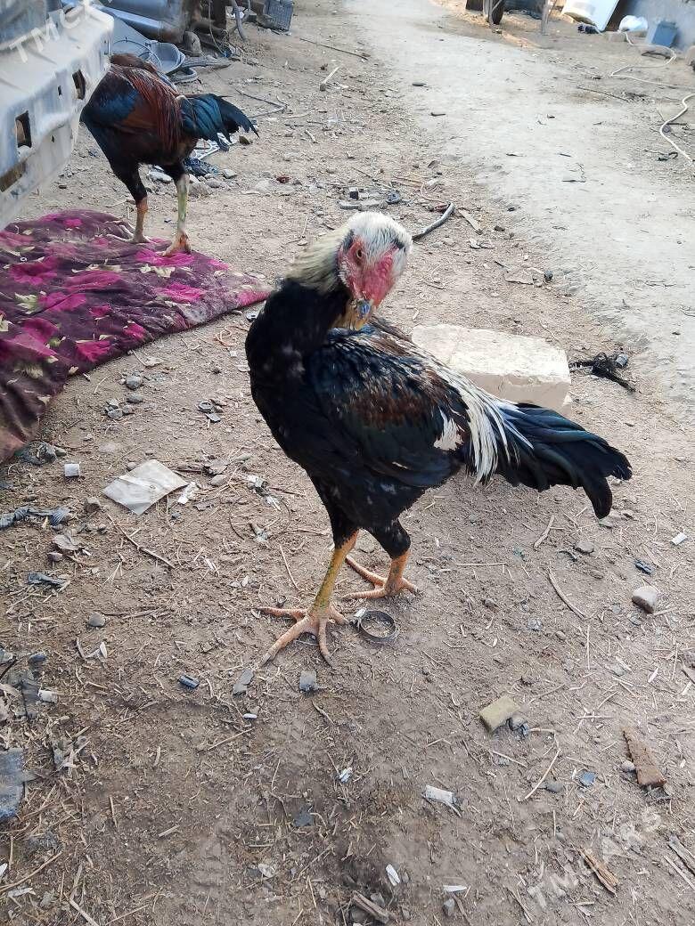 Horaz - Çärjew - img 5