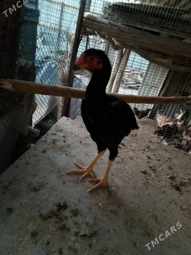 Horaz - Çärjew - img 4