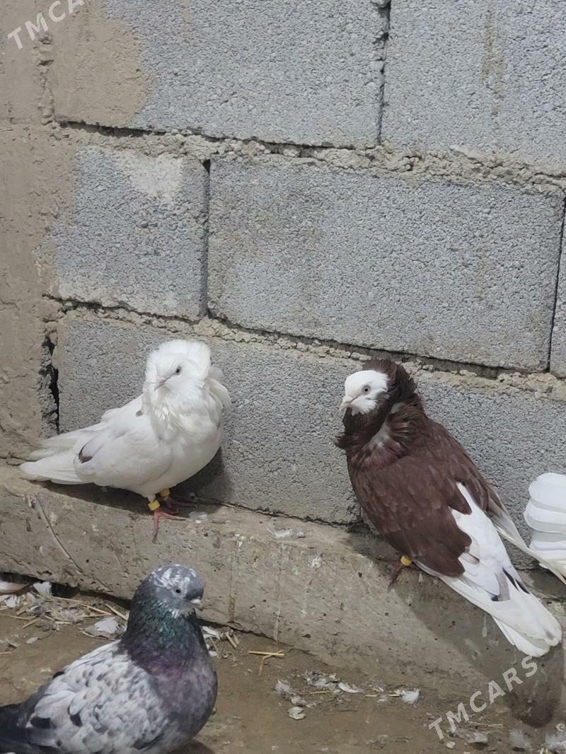 kepderi - Кёнеургенч - img 2