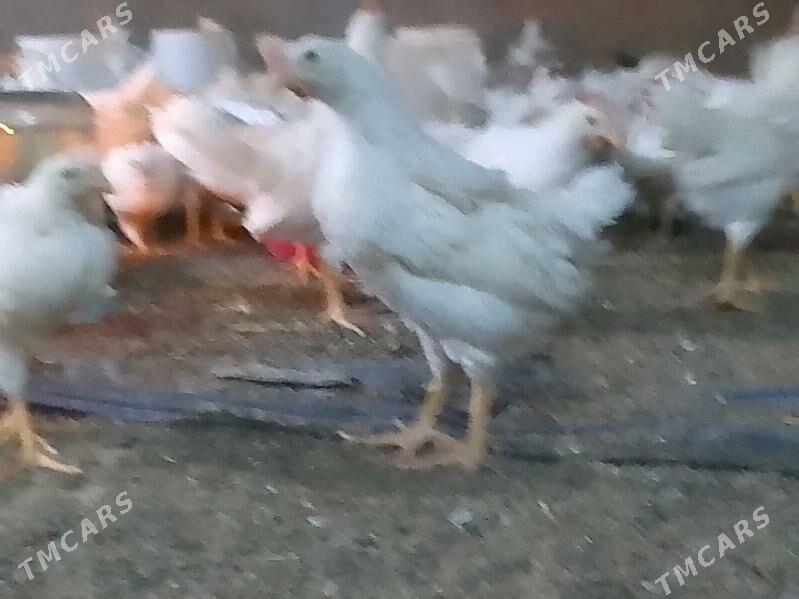 juyje elin - Багир - img 3