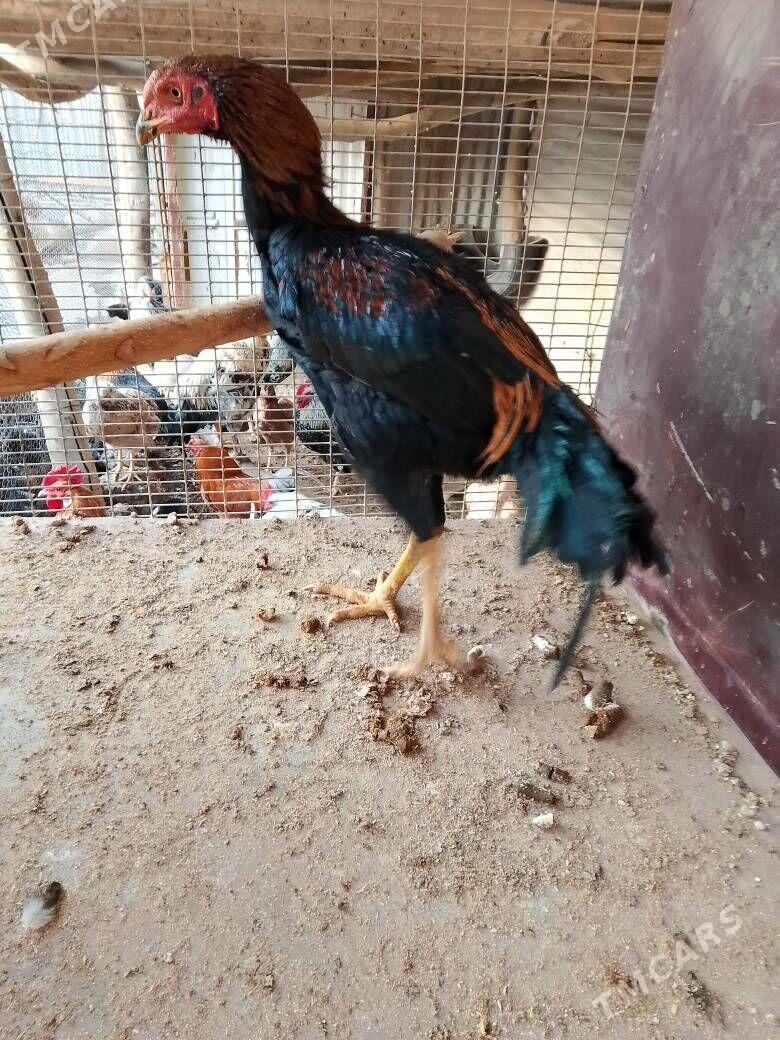 Horaz - Çärjew - img 9