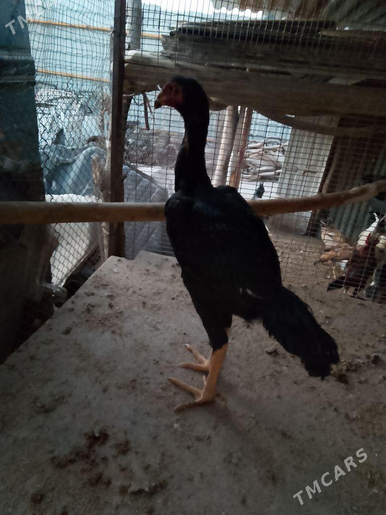 Horaz - Çärjew - img 3