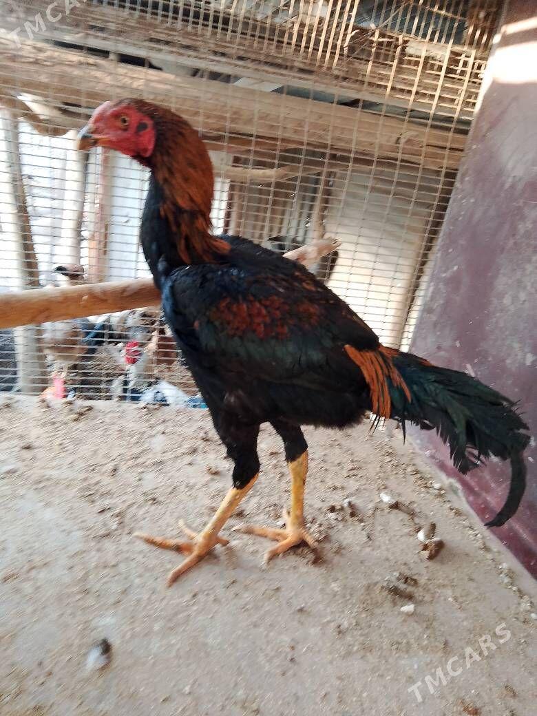 Horaz - Çärjew - img 7