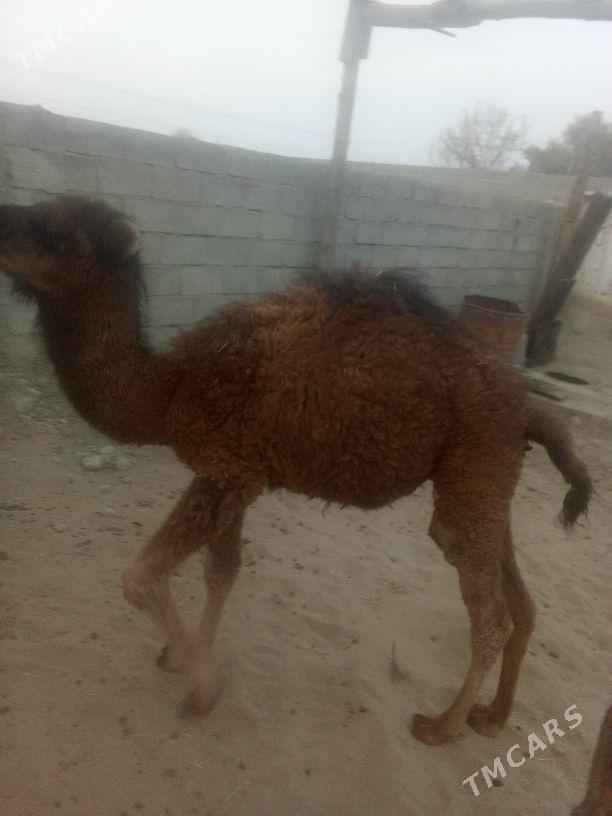 torum - Bäherden - img 2