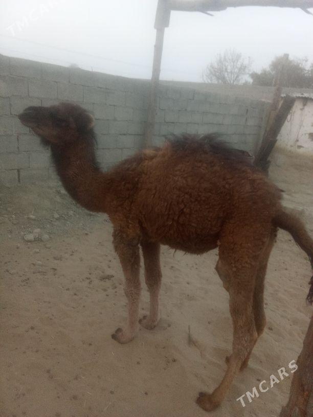 torum - Bäherden - img 3