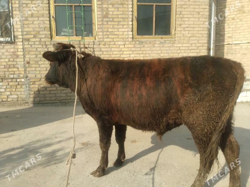 baklyk öküz - Чарджоу - img 5