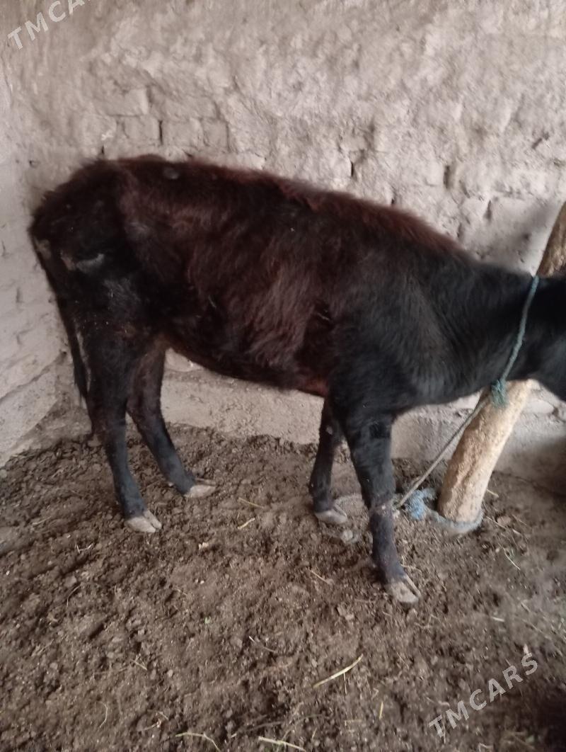 gulajyn - Чарджоу - img 4