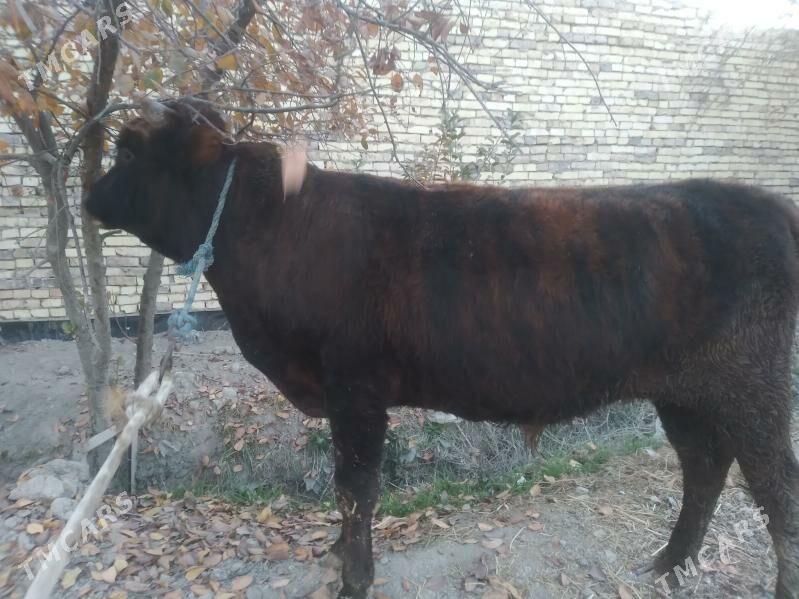 baklyk öküz - Чарджоу - img 3