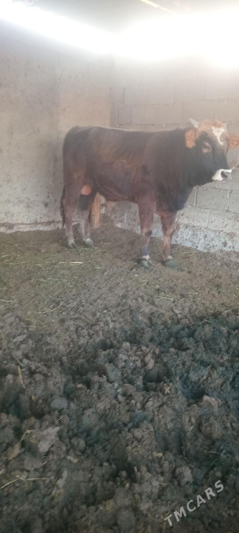 öküz - Анев - img 3