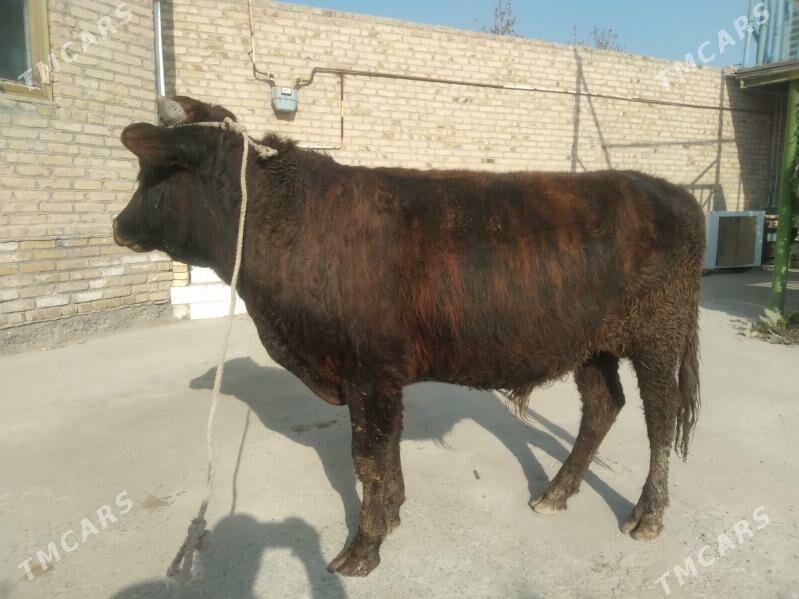 baklyk öküz - Чарджоу - img 4