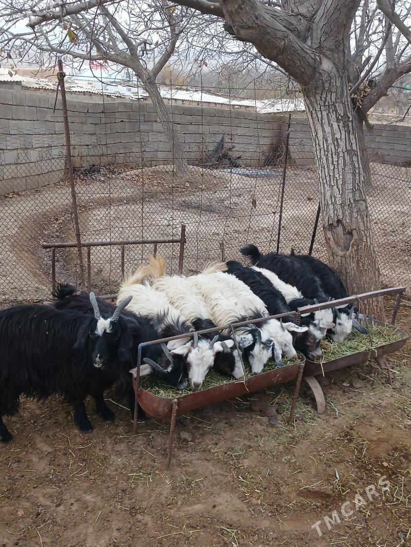 ÇEBIŞ - Бахарден - img 2