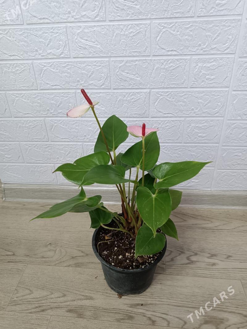 АНТУРИУМ - Ашхабад - img 2