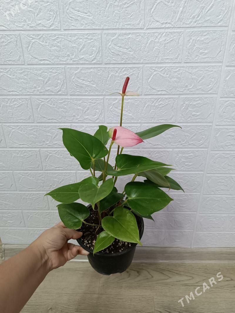 АНТУРИУМ - Ашхабад - img 3