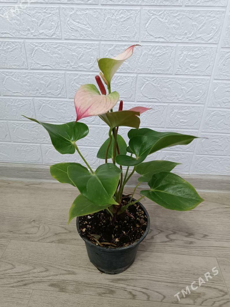 АНТУРИУМ - Ашхабад - img 6