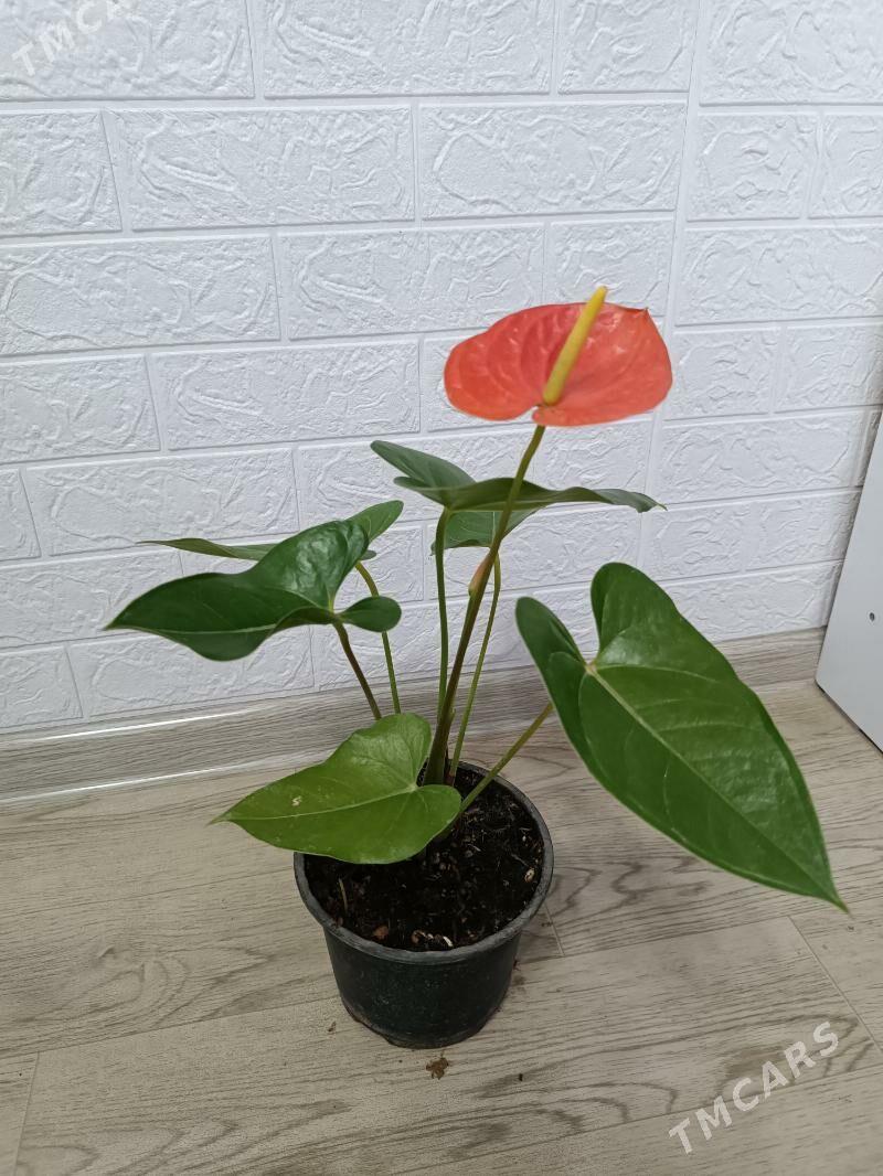 АНТУРИУМ - Ашхабад - img 4