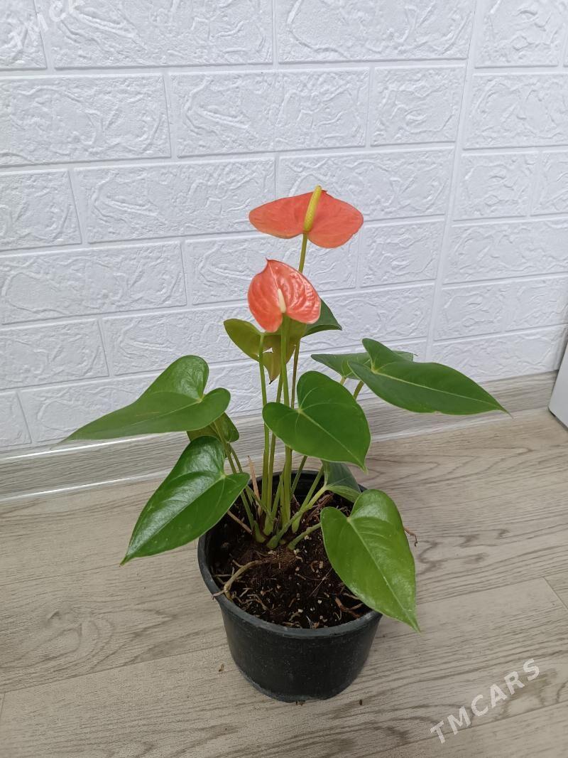 АНТУРИУМ - Ашхабад - img 5