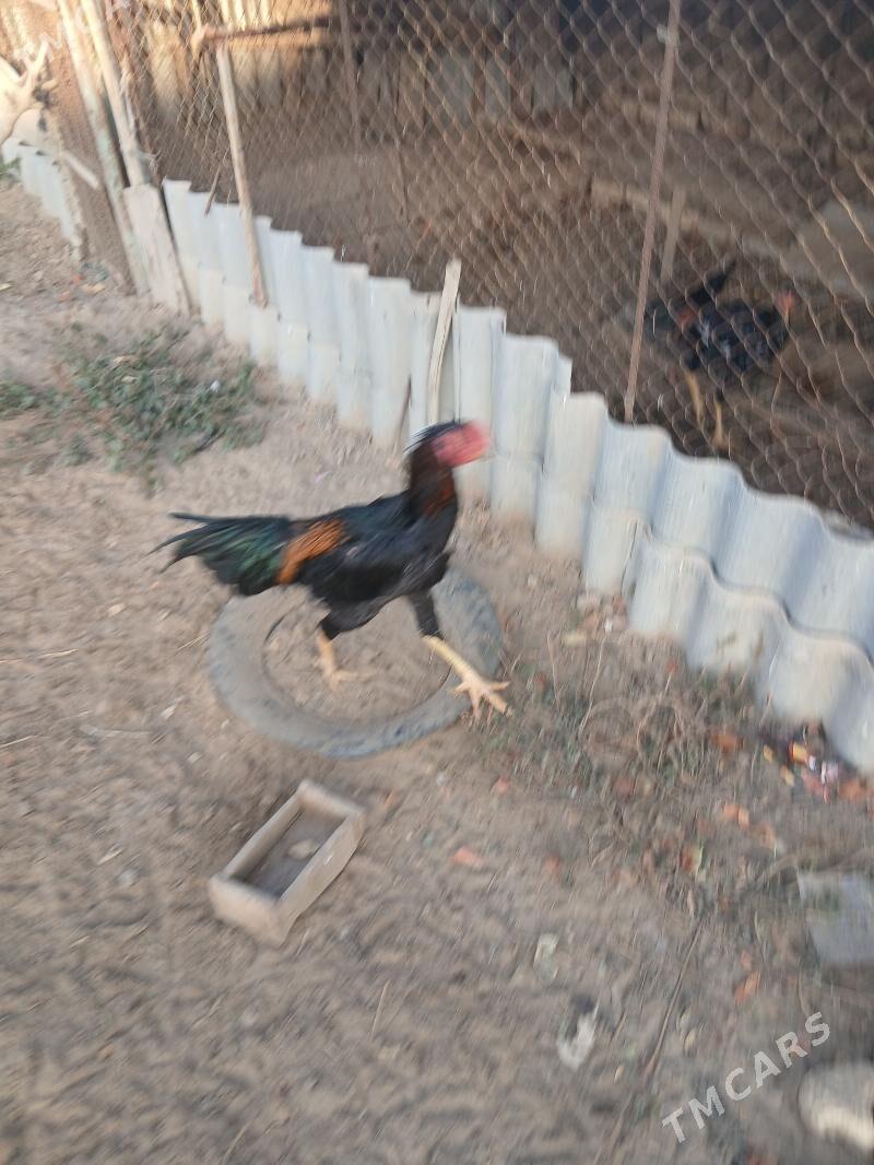 хороз - Sakarçäge - img 2