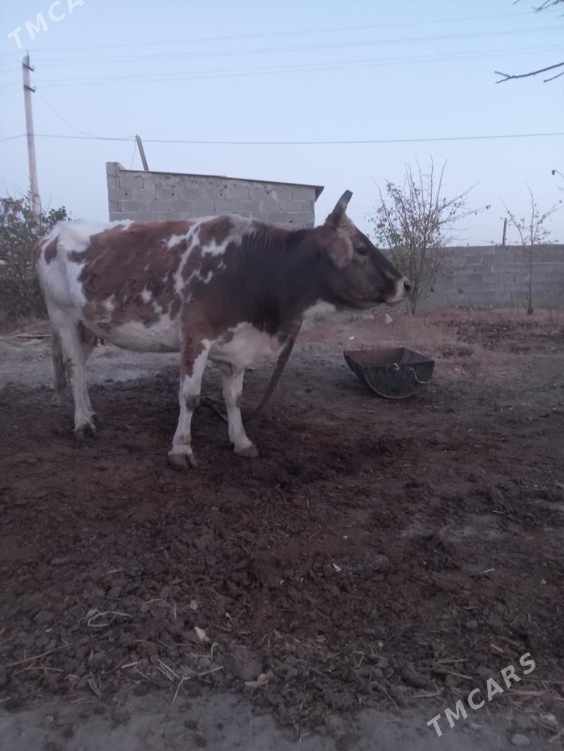 goleli sygyr - Bäherden - img 4