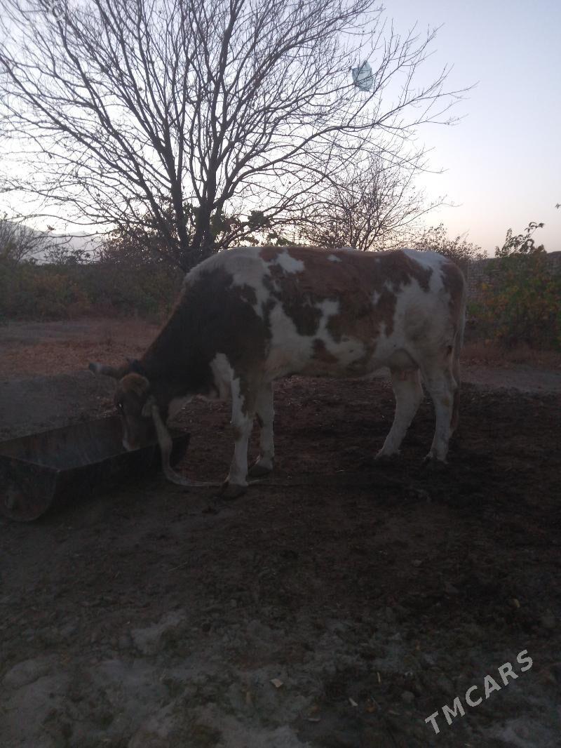 goleli sygyr - Bäherden - img 5