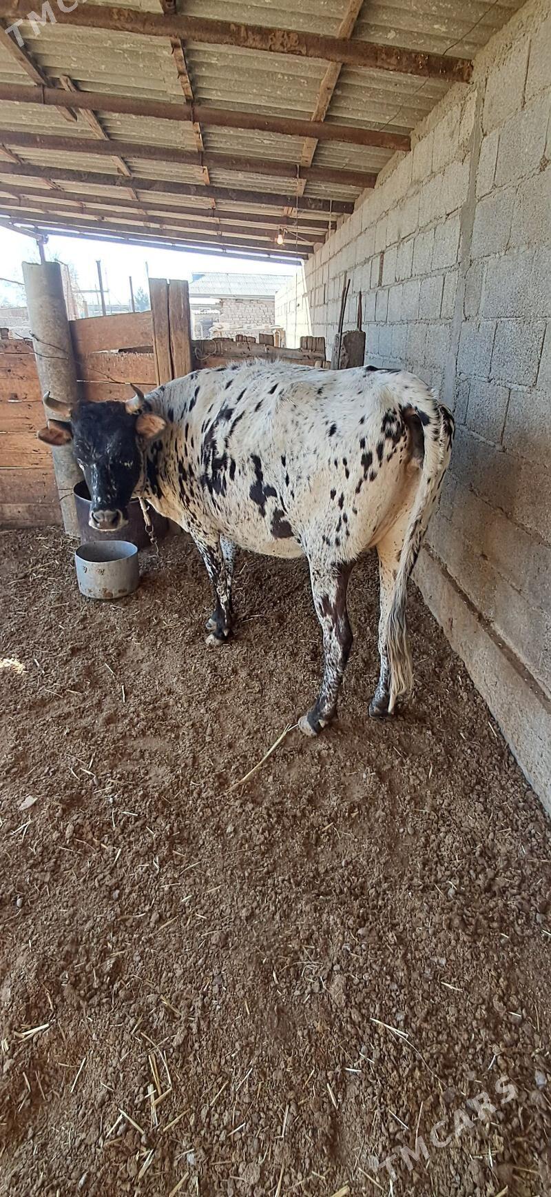 Sygyr - Kaka - img 2