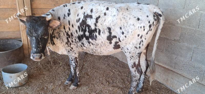 Sygyr - Kaka - img 3