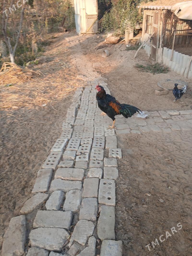 хороз - Sakarçäge - img 4