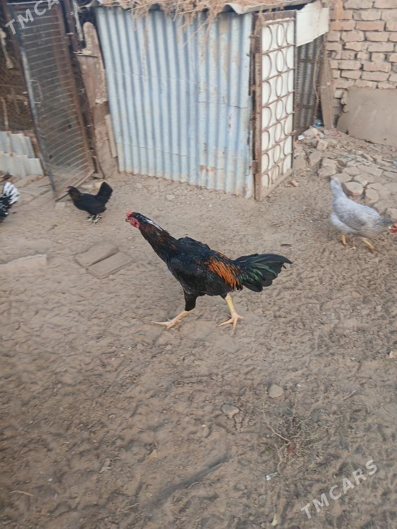 хороз - Sakarçäge - img 3