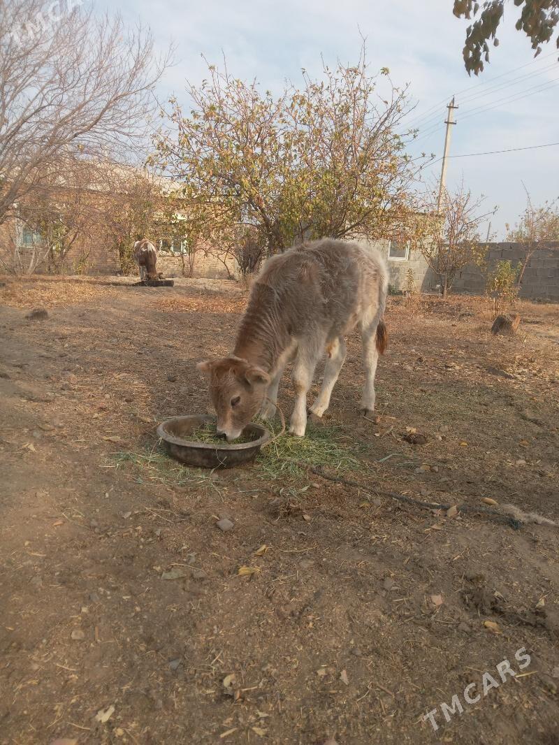 goleli sygyr - Bäherden - img 3