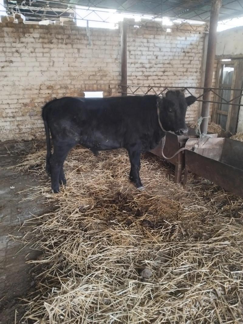 Okuz - Туркменабат - img 3