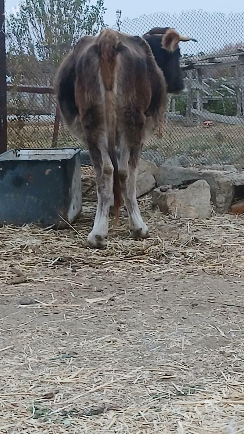 SWES  SYGYR - Бахарден - img 3