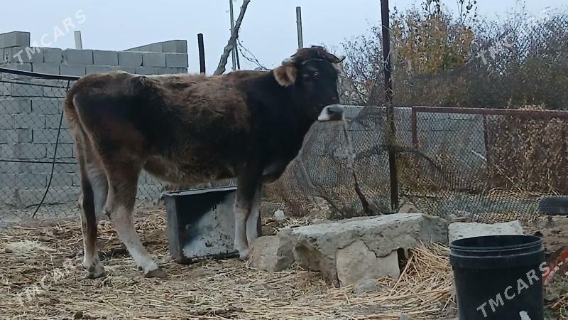 SWES SYGYR - Бахарден - img 1